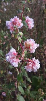 Clarkia Enchantress