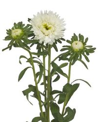 Aster Azumi XL White