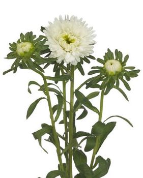 Aster Azumi XL White