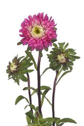 Aster Azumi XL Rose