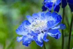 Höstvädd Fama Deep Blue