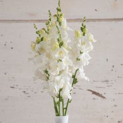 Lejongap Chantilly White