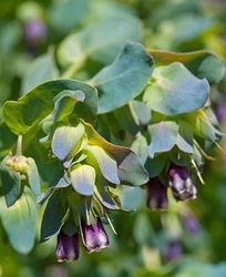 Stor vaxblomma Pride of Gibraltar