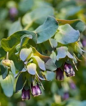 Stor vaxblomma Pride of Gibraltar