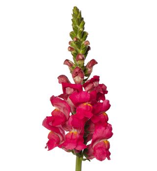 Lejongap Costa Deep Rose F1