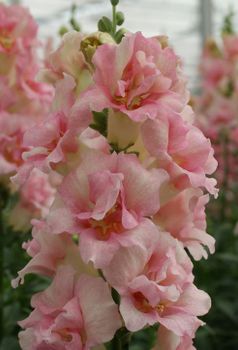 Lejongap Doubleshot Appleblossom