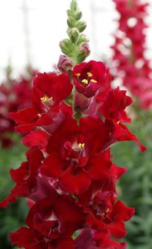 Lejongap Doubleshot Crimson Red