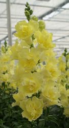 Lejongap Doubleshot Yellow