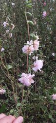 Clarkia Appleblossom