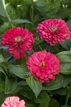 Zinnia Elegans Illumination