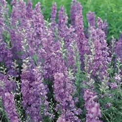 Riddarsporre Lilac Spire