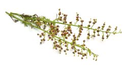 Flenört (Figwort)