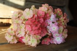 Phlox Coral Reef