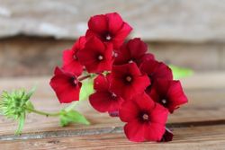 Phlox Coccoinea