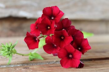Phlox Coccoinea