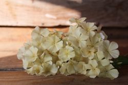 Phlox Isabelina
