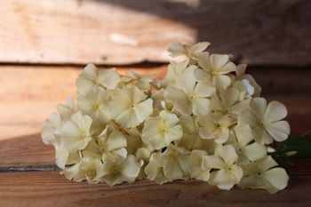 Phlox Isabelina