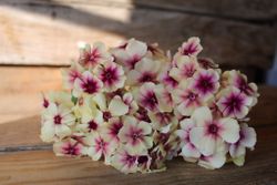 Phlox Cherry Caramell
