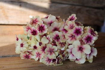 Phlox Cherry Caramell
