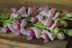 Lejongap Maryland Plum Blossom