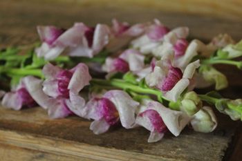 Lejongap Maryland Plum Blossom