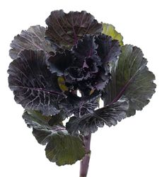 Prydnadskål Black Leaf