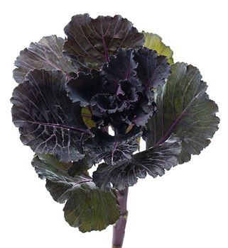 Prydnadskål Black Leaf