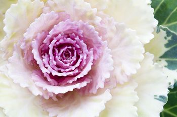 Prydnadskål Empire Rose