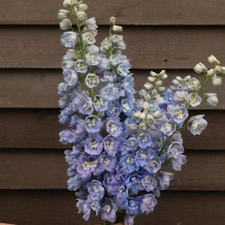 Trädgårdsriddarsporre Guardian Lavender F1