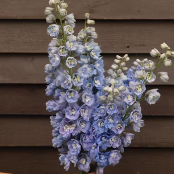 Trädgårdsriddarsporre Guardian Lavender F1