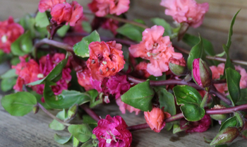 Clarkia Mix