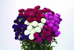 Aster Bonita Mix