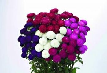 Aster Bonita Mix