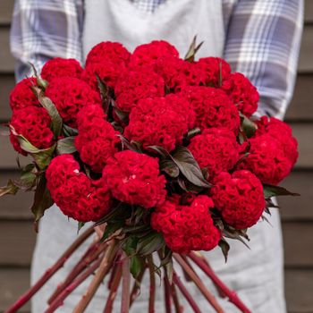 Celosia Reien
