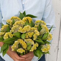 Celosia Lemon Lime