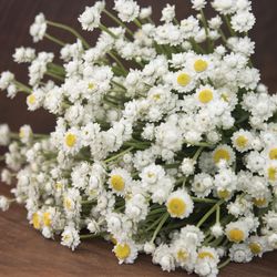 Sandeternell Winged Everlasting