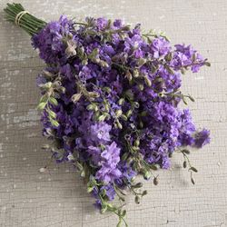 Riddarsporre Lilac
