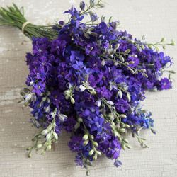 Riddarsporre Dark Blue