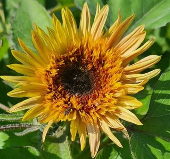 Solros Astra Brown