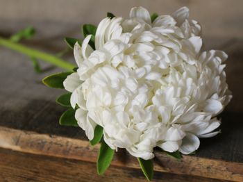 Aster Tower White