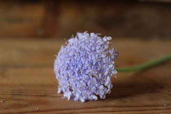 Didiscus  Blå Parasoll Lace Blue