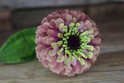 Zinnia Queen Red Lime