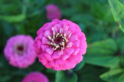 Zinnia Oklahoma Pink