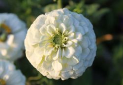 Zinnia Oklahoma White