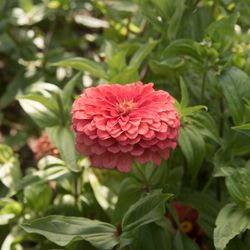 Zinnia Giant Coral