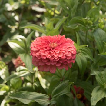 Zinnia Giant Coral