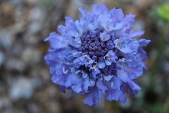 Vädd Blue