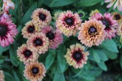 Rudbeckia Sahara