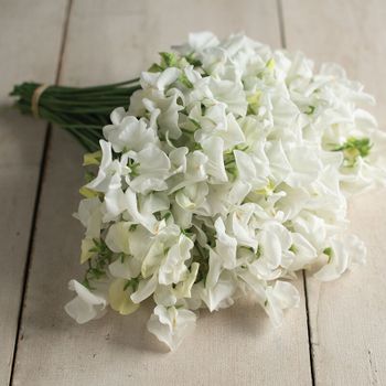 Luktärt Royal Wedding