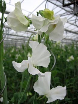 Luktärt Spring Sunshine White